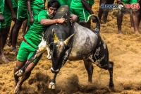 Supreme court stays centres notification allowing jallikattu