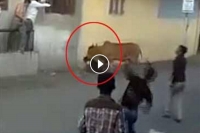 Man attacked by stray cow in surat