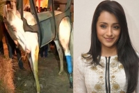 Trisha slams bjp mla ganesh joshi for beating up horse
