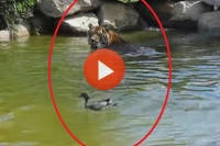 Bravest duck ever plays with tiger for fun