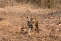 Tragedy in kumaram bheem asifabad tiger kills young tribal man
