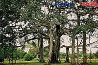 Thimmamma marrimanu banyan tree history