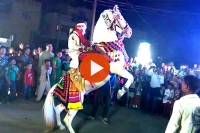 Horse that fell into a well alongwith the bridegroom
