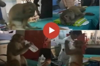 Monkey ask for treatment help to hospital staff