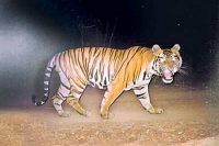 Tiger made scare of rtc passengers on adilabad road