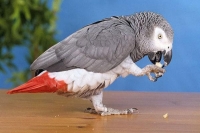Parrot eyed as court witness in murder case