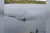 He tried to get away swimmer attacked by alligator in terrifying video