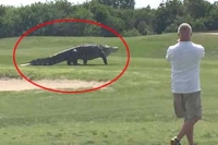 Massive alligator spotted again on florida golf course