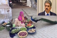 Anand mahindra shares viral video of woman feeding peacock twitter reacts