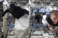Space race gorilla goes ape for tim peake