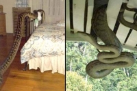 Aussie woman wakes up to 5 meter python in bedroom