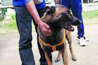 Crpf sniffer dog saves many lives from blast