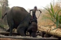 Is riding an elephant in thailand on your buckletlist here s why it shouldn t be