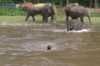 Baby elephant jumps in river to rescue her human best friend