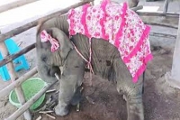 Baby elephant wearing pink bow and cover enjoys sugarcane treats