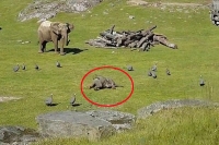 Baby elephant chases birds to play falls face down
