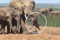 Baby elephant tossed around after getting in the way of a bull