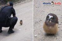Baby owl become social medias new hero for salute cop in its style