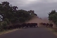 Car caught in kruger buffalo stampede