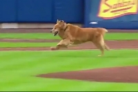 Viral video rookie the dog interrupts baseball game no one s complaining