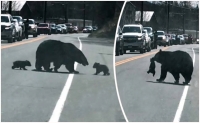 Viral video mother bear struggles to cross busy road with her cubs
