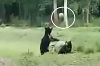 Two wild bears play football in odisha s nabarangpur video goes viral