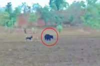 Bear chased away by stray dogs in adilabad of telangana