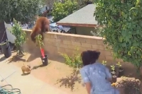 Teen saves dogs from bear atop california fence in viral tiktok video