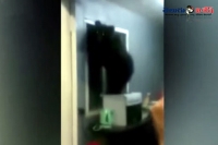Baby bear gets wedged in a window and struggles to escape