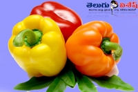 Capcicum bell peppers nutrients health benefits