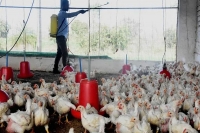 1 000 poultry birds die in telangana s suryapet and vikarabad samples sent to pune