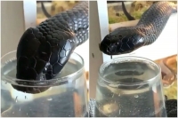 Viral video poisonous black cobra drinks water from glass internet is intrigued