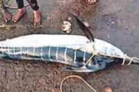 Fisherman killed in attack by marlin fish off visakhapatnam coast