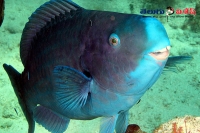 Blue parrotfish life story different species of fish