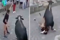 Viral video man tries to taunt bull in the streets gets trampled in front of onlookers