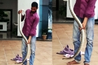 Snake in ramcharan house