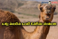 Camel attacks and kills owner