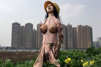 Farmers using sex dolls as scarecrows to keep vermin away from crops
