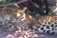 Leopard creates panic in kukatpally pragati nagar