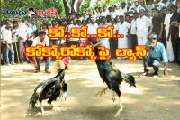 High court bans cock fights in andhra pradesh