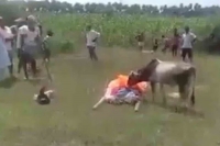 Viral video calf runs to cemetery to say goodbye to dead owner cries beside his body
