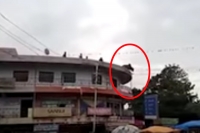 Suicidal cow jumps off a roof and does a somersault in the air