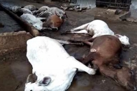Hudndred cows died in vijayawada kothuru tadepalli goshala