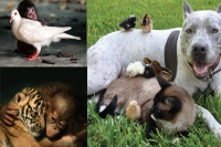 10 totally opposite animals build a true friendship love has no bounds humans need to learn from this
