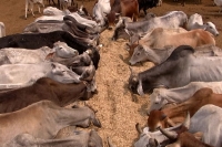 Jammu kashmir highcourt bans beef across the state