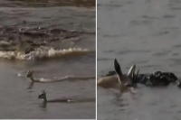 Heartbreaking video mother deer dies while saving her baby from crocodile attack
