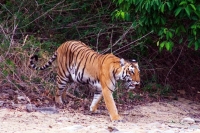 Tiger population on the rise india home to more than 2 000 big cats