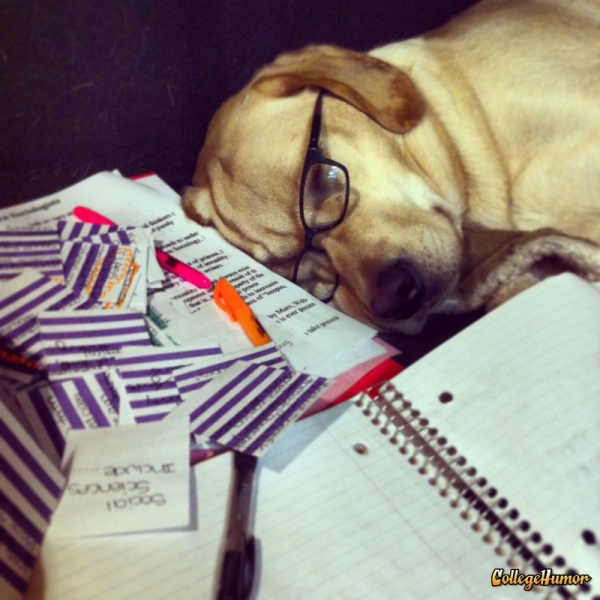 Dog Student Studied Too Much