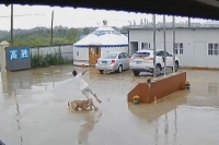 S lap dog delighted pooch sends owner flying as it runs to meet him