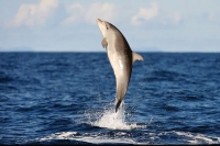 Chilling video dolphin attacks florida trainer during show at miami seaquarium
